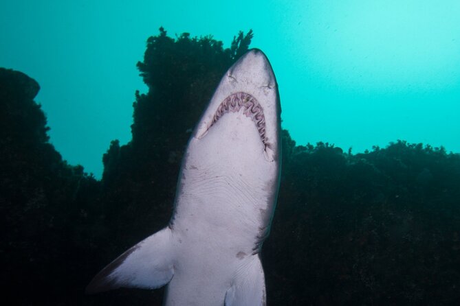 Scuba Dive With Grey Nurse Sharks in Bushrangers Bay - Bushrangers Bay and the grey nurse shark sanctuary