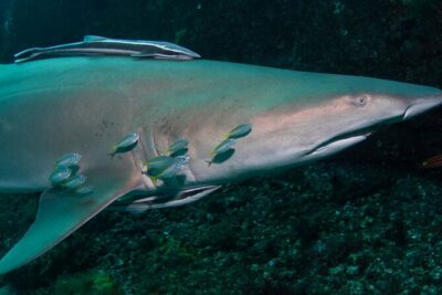 Scuba Dive With Grey Nurse Sharks in Bushrangers Bay - The early start: Bondi Road at 6:30 am to Shellharbour