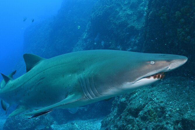 Scuba Dive With Grey Nurse Sharks in Bushrangers Bay - What you might see under the surface