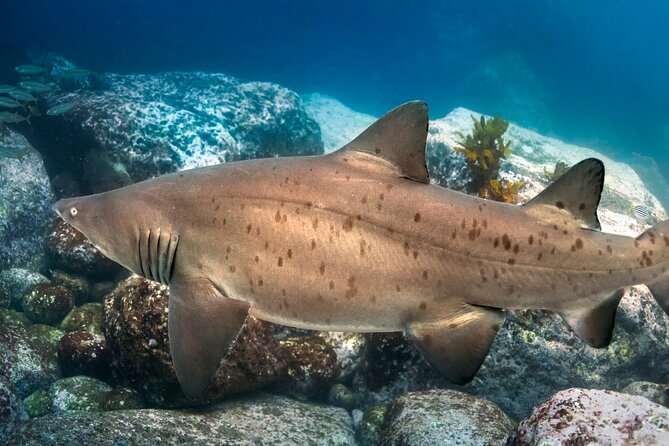 Scuba Dive With Grey Nurse Sharks in Bushrangers Bay - Price and value: $247.45 for a structured, small-group day