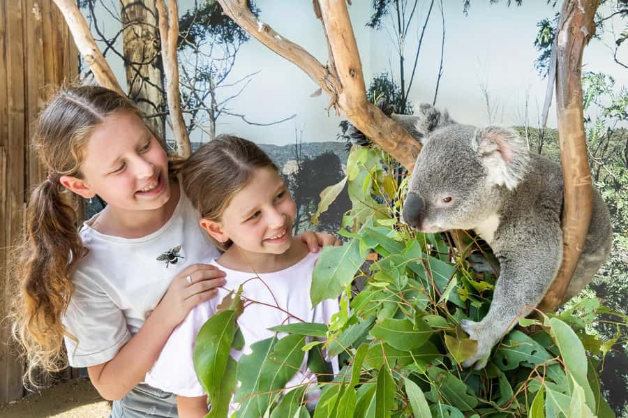 Small Group: Zoo, Blue Mountains, Scenic World Mandarin Tour - A Blue Mountains day tour that actually covers the important stuff
