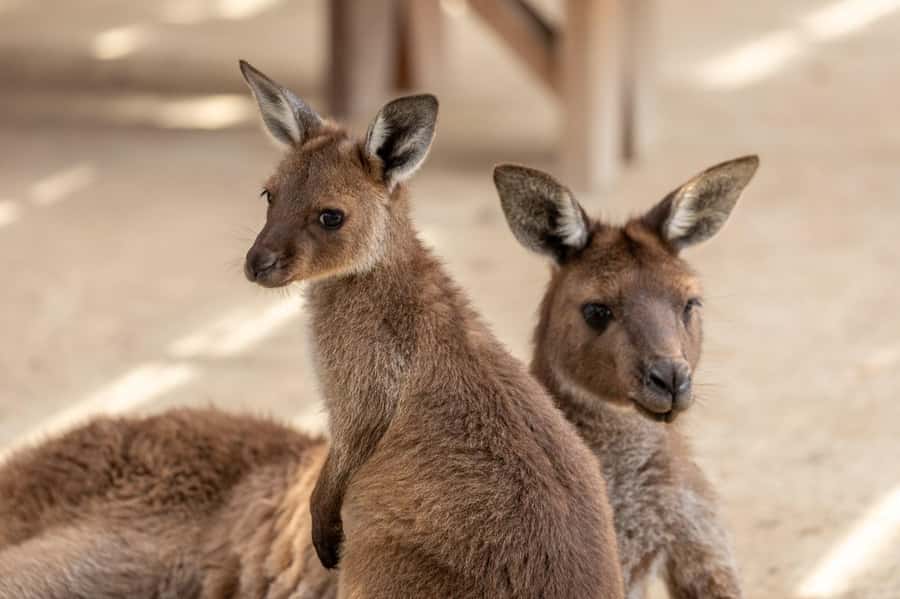 Small Group: Zoo, Blue Mountains, Scenic World Mandarin Tour - Leura village break: lunch on your own, at a relaxed pace