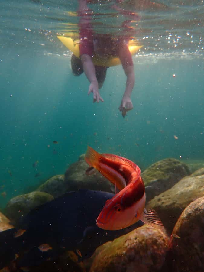 Snorkel Sydney’s Stunning Marine Reserve on a Private Tour - Key Highlights You’ll Care About