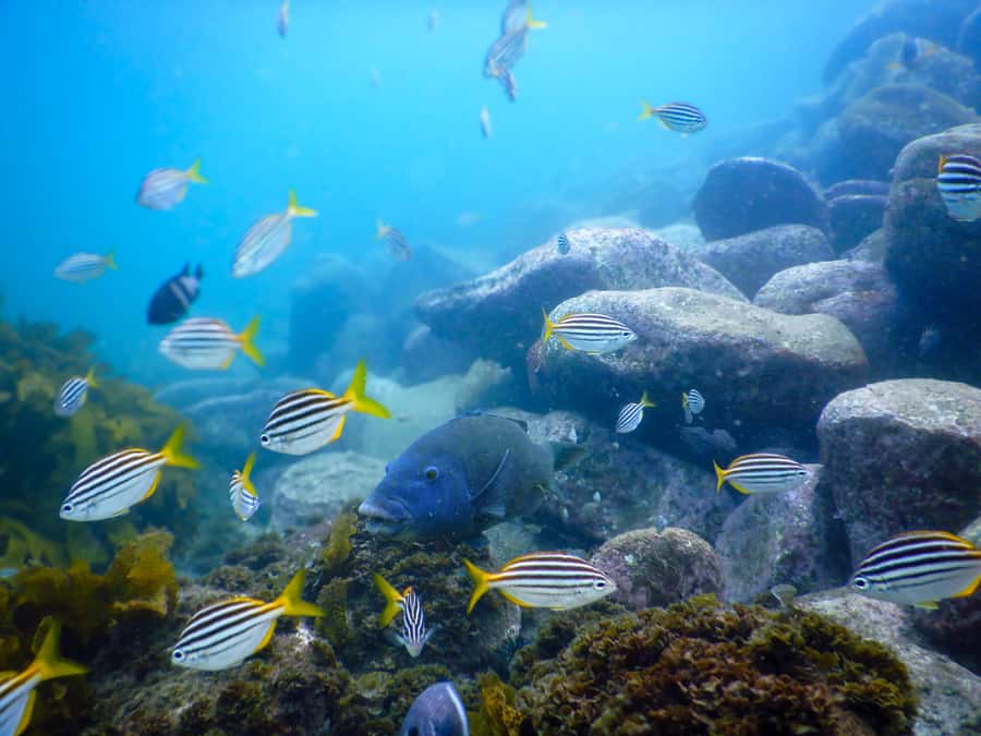 Snorkel Sydney’s Stunning Marine Reserve on a Private Tour - The 90 Minutes From Clovelly Free Car Park