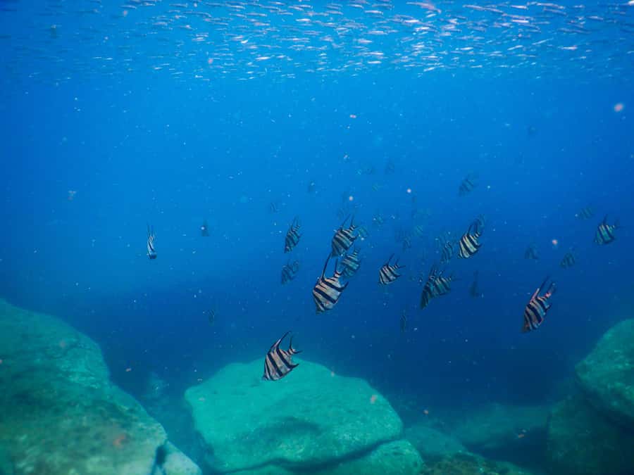 Snorkel Sydney’s Stunning Marine Reserve on a Private Tour - Guide Photography Included: Instant Memories Without Underwater Struggle
