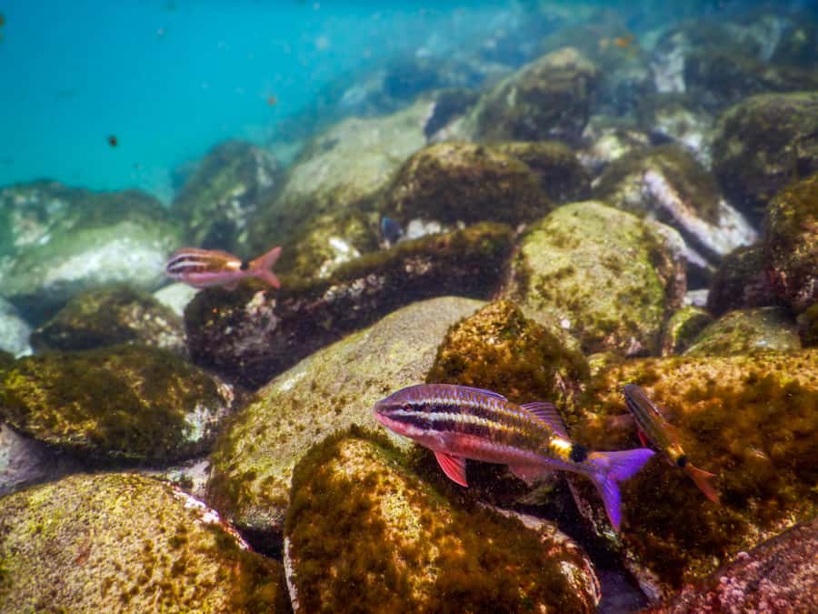 Snorkel Sydney’s Stunning Marine Reserve on a Private Tour - Who This Tour Is Best For (and Who Should Skip It)