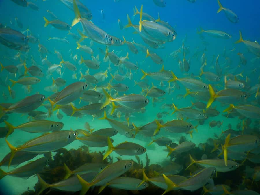 Snorkel Sydney’s Stunning Marine Reserve on a Private Tour - After Your Snorkel: Turn It Into a Real Bondi Day