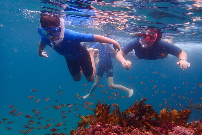 Snorkeling Adventure for Kids with Private Guide In Sydney - Key highlights before you go