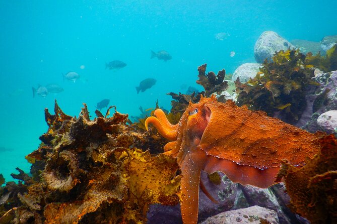Snorkeling Adventure for Kids with Private Guide In Sydney - Clovelly Beach: the calm-water base for a kid-friendly first snorkel