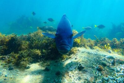 Snorkeling Adventure for Kids with Private Guide In Sydney - Private, certified guidance that keeps the mood steady