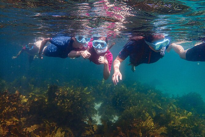 Snorkeling Adventure for Kids with Private Guide In Sydney - The 90-minute flow at Clovelly (and what each part is really for)