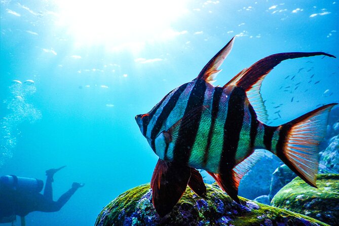 Snorkeling Adventure for Kids with Private Guide In Sydney - What you might see: fish, rays, cuttlefish, and the extras your guide spots