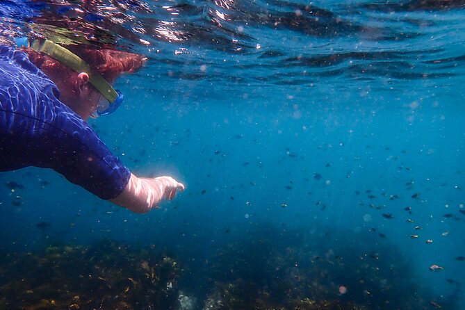 Snorkeling Adventure for Kids with Private Guide In Sydney - Price and value: what $143.09 buys you (and what to compare)