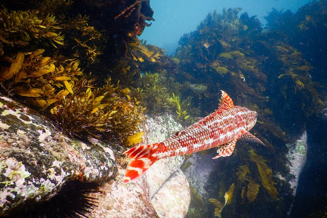 Snorkeling Adventure for Kids with Private Guide In Sydney - Logistics at Clovelly: where to meet and how to arrive ready