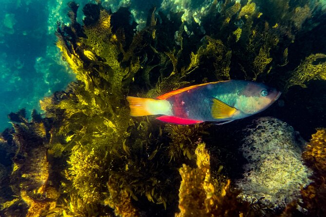Snorkeling To Discover Sydney's Underwater Wonders - Key things that make this snorkeling outing worth your time