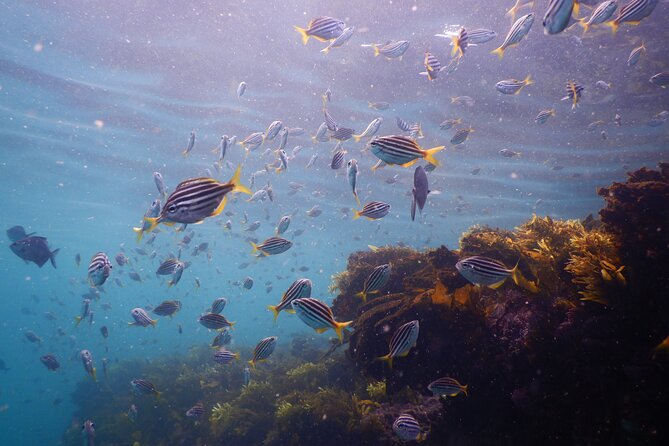 Snorkeling To Discover Sydney's Underwater Wonders - Why Clovelly Beach beats a random shoreline for snorkeling