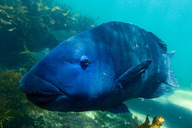 Snorkeling To Discover Sydney's Underwater Wonders - Price and value: what you get for $70.29