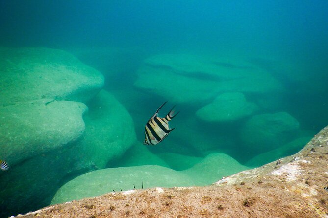Snorkeling To Discover Sydney's Underwater Wonders - Stop 1: Clovelly Beach snorkeling and the kelp forest effect