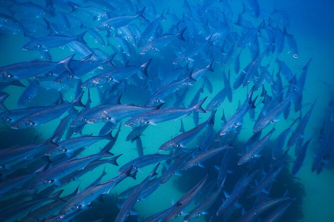 Snorkeling To Discover Sydney's Underwater Wonders - Stop 2: Bondi as your second look at Sydney’s coastline