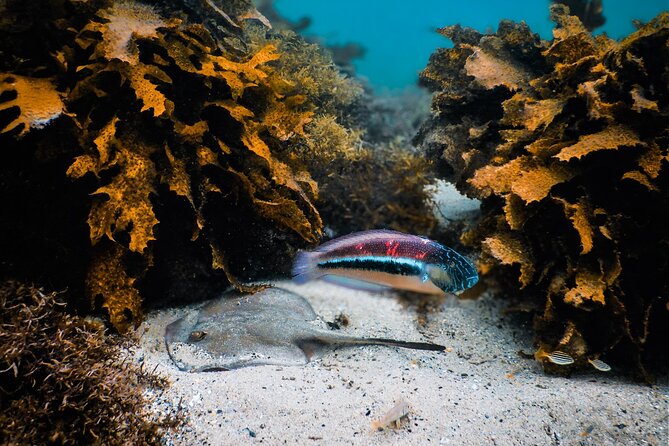 Snorkeling To Discover Sydney's Underwater Wonders - Underwater photos: included, but still smart to prepare