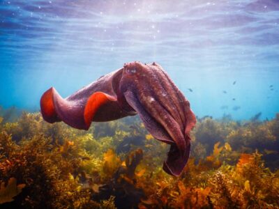 Snorkeling Tour: Discover Sydney’s impressive sea life - Timing that makes sense: safety briefing, 1 hour in the water, back to shore