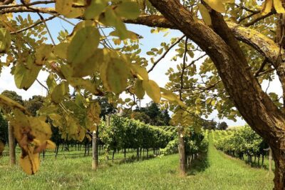Southern Highlands Private Tour with Wine, Waterfall and Garden - Fitzroy Falls: Short Walk, Big View, Included Admission