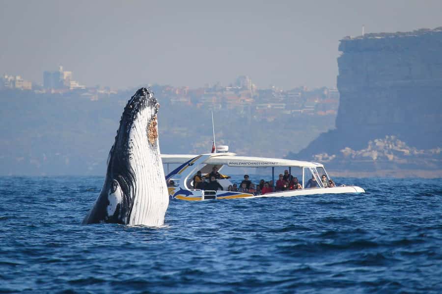 Sydney: 2.5 hour Adventure Whale Watching Cruise - Key things to know before you go