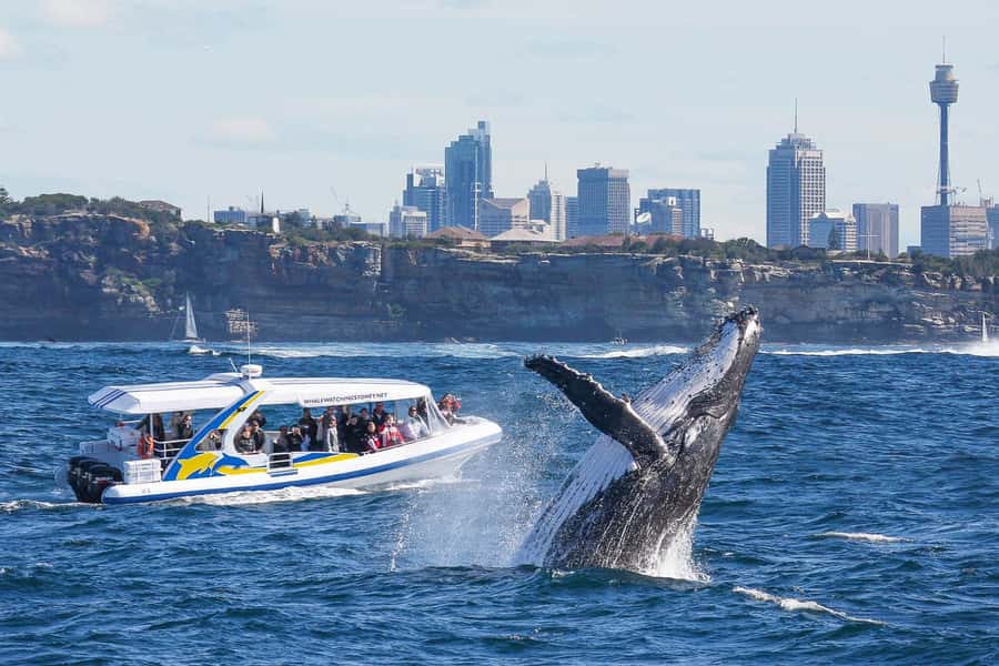 Sydney: 2.5 hour Adventure Whale Watching Cruise - Why the 80 km/h Speed Matters for Whale Watching in Sydney