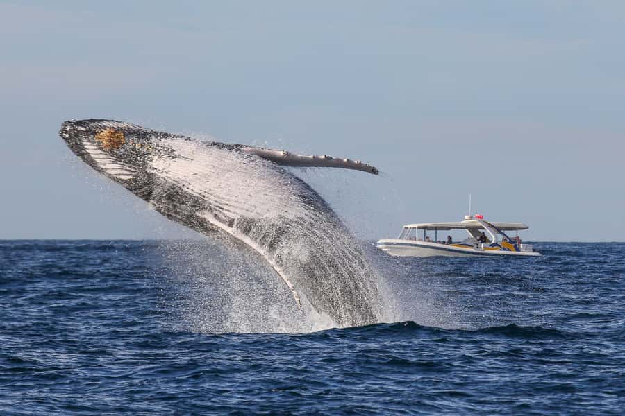 Sydney: 2.5 hour Adventure Whale Watching Cruise - Onboard Comfort and Safety on a Rescue-Vessel Style Speedboat