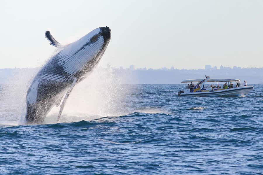 Sydney: 2.5 hour Adventure Whale Watching Cruise - Seasickness Reality Check and How to Prepare