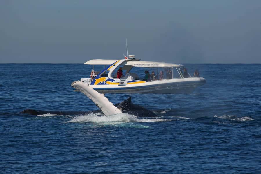 Sydney: 2.5 hour Adventure Whale Watching Cruise - Where You Board: Darling Harbour Pier 26 and Circular Quay