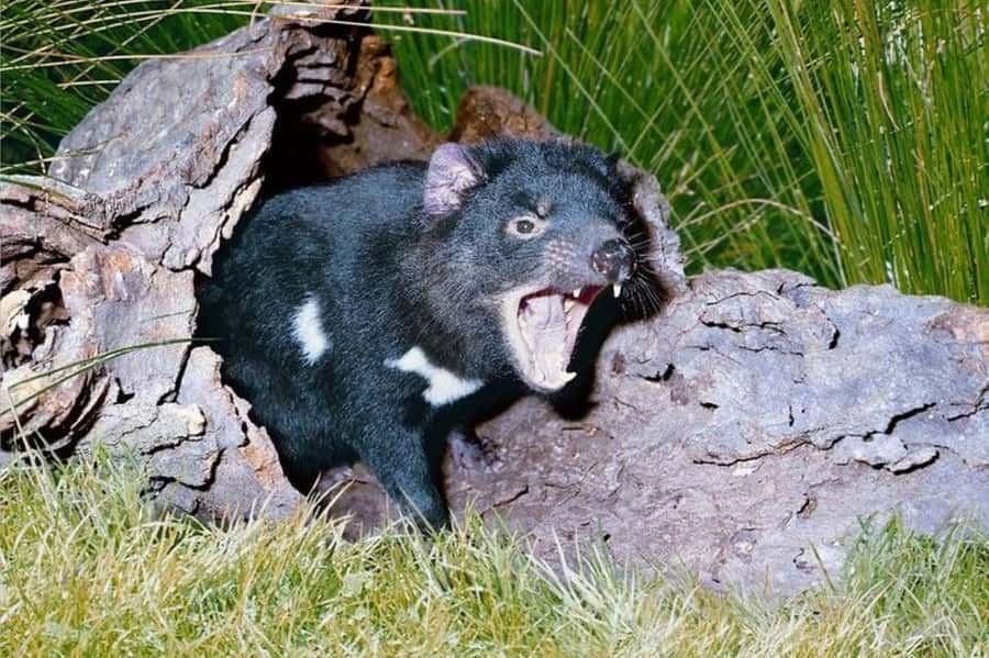 Sydney: Blue Mountains & Featherdale Wildlife Park Day Trip - A private Blue Mountains day that doesn’t waste your time
