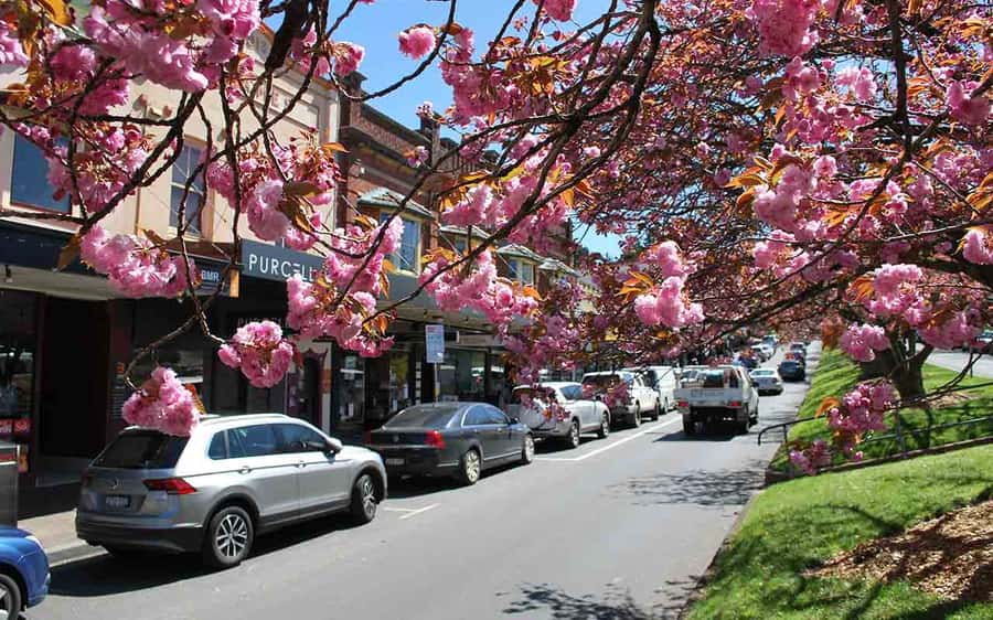 Sydney: Blue Mountains & Featherdale Wildlife Park Day Trip - Leura vs Echo Point: where lunch can shape your afternoon