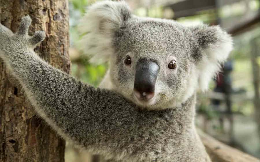 Sydney: Blue Mountains & Featherdale Wildlife Park Day Trip - Practical tips to make the day smoother