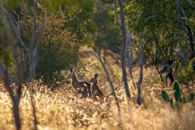 Sydney: Blue Mountains Kangaroos, Wilderness and Sunset Tour - Craig’s small-group style: seeing more with less waiting