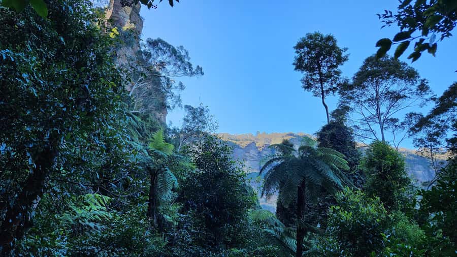 Sydney Blue Mountains, Scenic World, Featherdale - Should You Book This Sydney Blue Mountains + Scenic World + Featherdale Tour?