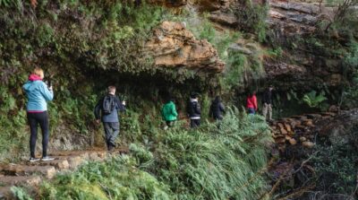 Sydney: Blue Mountains Wildlife & Bushwalk Small-Group Tour - Getting out of Sydney: pickups that actually help