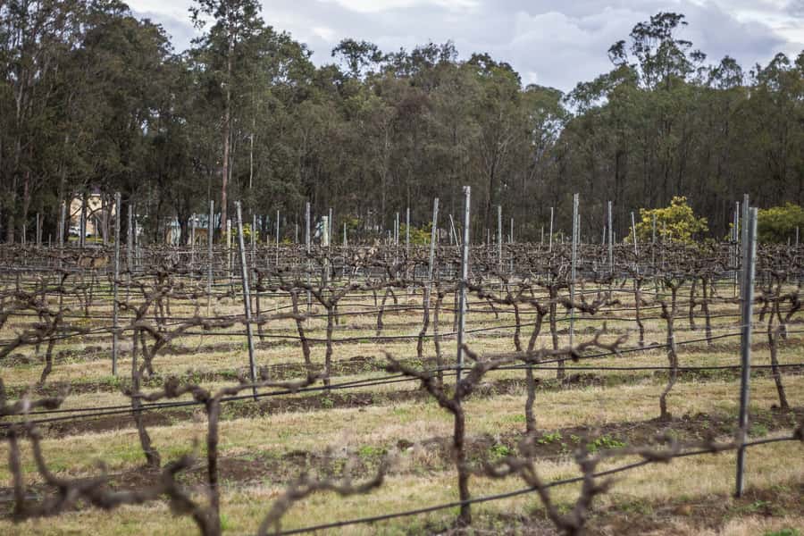 Sydney: Chef-Led Hunter Valley Food & Wine Tour - Three boutique wineries and chef-led wine pairings