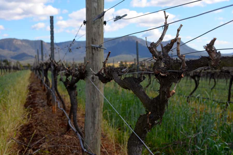 Sydney: Chef-Led Hunter Valley Food & Wine Tour - What to bring, and how to be comfortable for 12 hours