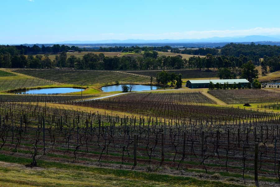 Sydney: Chef-Led Hunter Valley Food & Wine Tour - Sydney Fish Market morning: Cook’s tour, breakfast, and sushi making