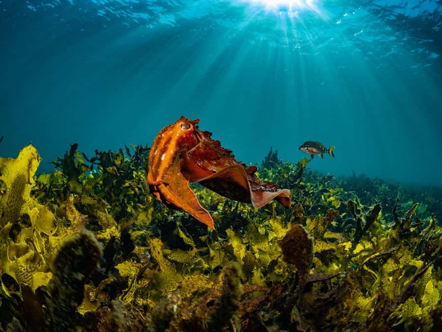 Sydney: Discover Scuba Dive at Australia's most Iconic Beach - The “value” question: is $407 per group up to 2 fair for Sydney?