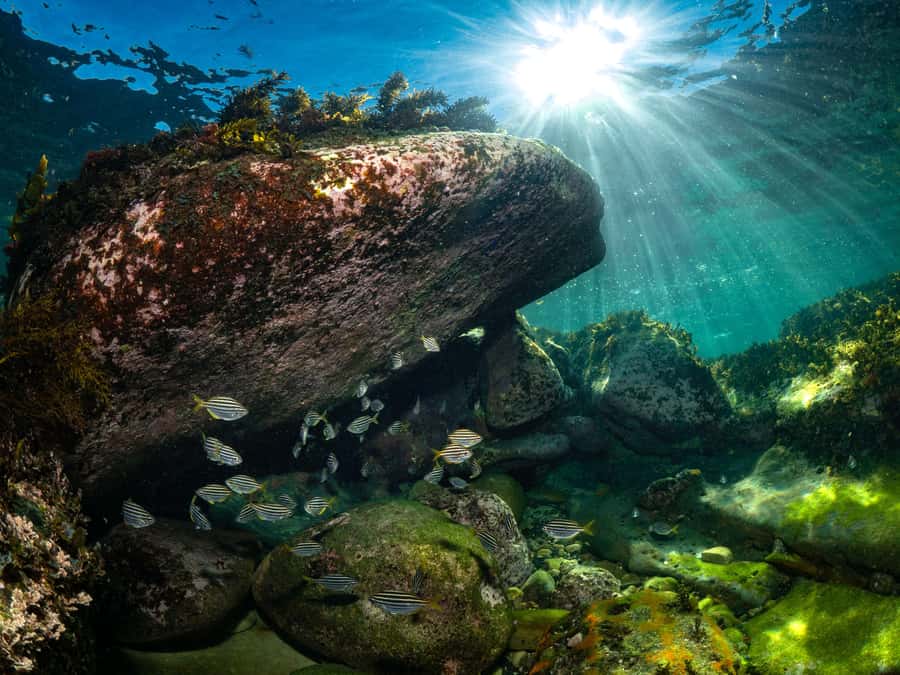 Sydney: Discover Scuba Dive at Australia's most Iconic Beach - Who should book this and who should skip it