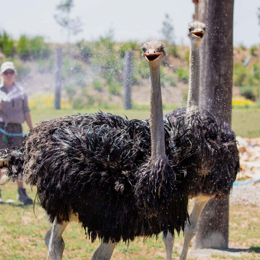 Sydney: Featherdale Wildlife Park Private Tour - Key takeaways before you go