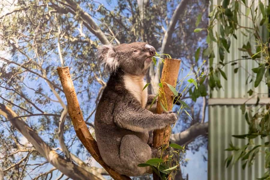 Sydney: Featherdale Wildlife Park Private Tour - Featherdale Wildlife Park: Why this one works for wildlife lovers