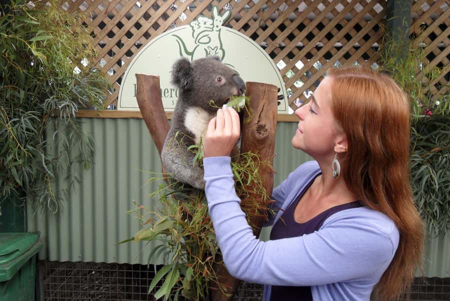Sydney: Featherdale Wildlife Park Private Tour - Your 4-hour schedule: how the timing really plays out