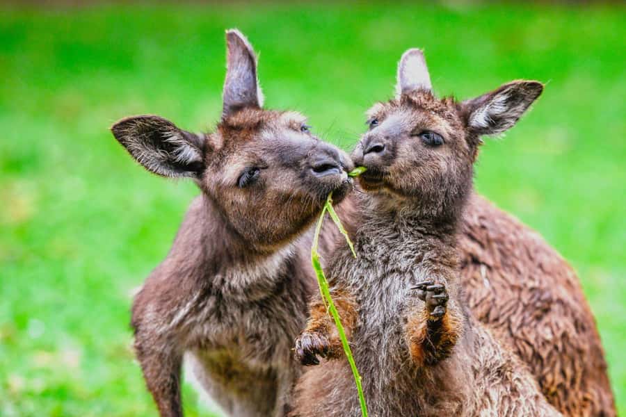 Sydney: Featherdale Wildlife Park Private Tour - Price and value: does $211 per person make sense