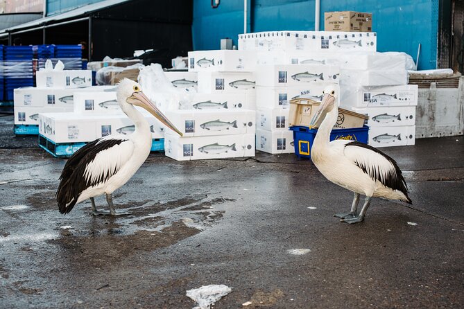 Sydney Fish Market Discovery Tour - The New Building Walk-Through That Makes the Whole Market Click