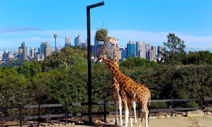 Sydney: Flexi Pass - Pick 3, 5 or 7 Experiences - Blue Mountains Explorer Bus: the easy way out of the city