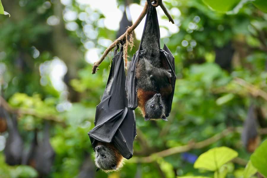 Sydney: Flying Fox Tour, Australia's Largest Bats - Key things to know before you go