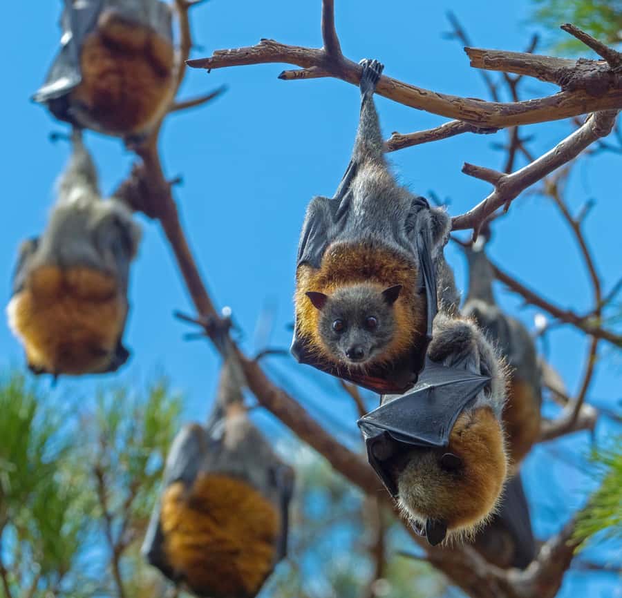 Sydney: Flying Fox Tour, Australia's Largest Bats - Why Sydney’s Flying Fox Tour Feels Like a Nature Documentary in Real Life